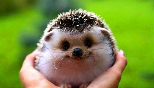 动物爆料可爱刺猬视频  第2张